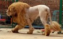 Cạo lông chó ngao Tây Tạng để trông giống sư tử