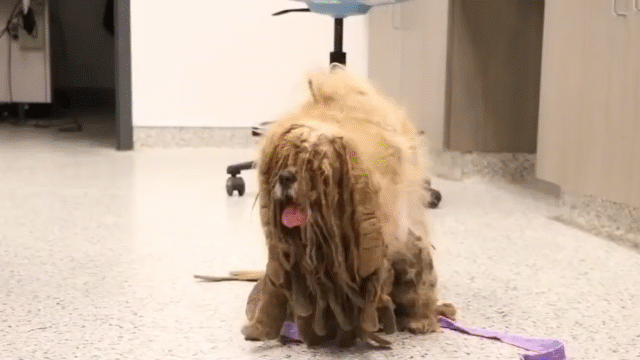 Video: Chó cưng lột xác sau màn rũ bỏ 3kg lông