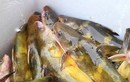Loài cá vàng óng, muốn ăn phải đặt trước nửa năm