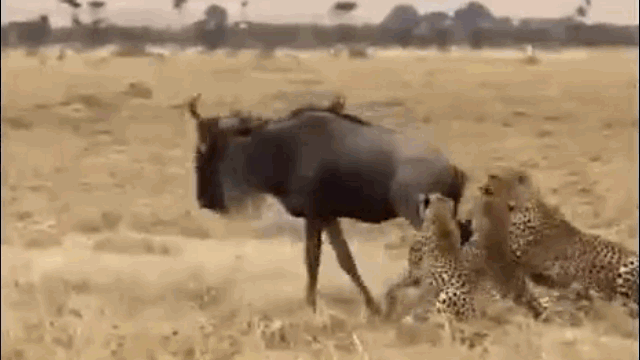 Video: "Lật kèo" ngay phút chót, linh dương đầu bò khiến báo săn ôm hận