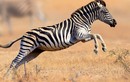 Chiêm ngưỡng vẻ đẹp độc đáo của động vật hoang dã ở châu Phi