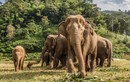 Loài voi có thể sử dụng ngôn ngữ ký hiệu và "bất tử" trước ung thư