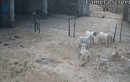 VIdeo: Chó hoang đột nhập vào chuồng và "điên cuồng" tấn công cừu