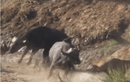 Video: Cả gan tấn công đàn trâu rừng 600 con, sư tử nhận kết đắng