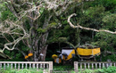 Sự kỳ lạ đến bất ngờ bên cây cổ thụ của một ngôi làng tại Bali