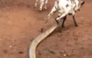 Video: Trăn Nam Mỹ tấn công bò, kết cục sẽ ra sao?