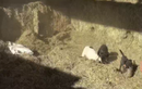 Video: Đống rơm vừa được nâng lên, bầy chó đã lao vào cuộc chiến nảy lửa