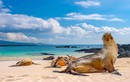 Thiên đường đa dạng sinh học tại quần đảo Galapagos