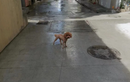 Cún cưng bị điện giật khi phóng uế ven đường, chủ đòi bồi thường trăm triệu