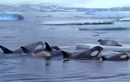 Video: Cá voi sát thủ tấn công hải cẩu