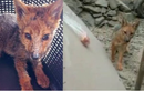 Chó Husky 3 tháng tuổi bỗng “hóa” thành... cáo