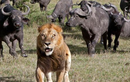 Video: Trâu rừng tấn công sư tử giải cứu động loại