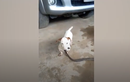 Video: Sốc cảnh chó giết chết rắn rồi ngoạm cổ lôi về nhà