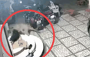 Video: Báo đốm đột nhập vào nhà dân tấn công chó nhà và cái kết