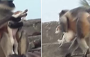 Video: Khỉ kéo chó lên nóc nhà để thả xuống trả thù