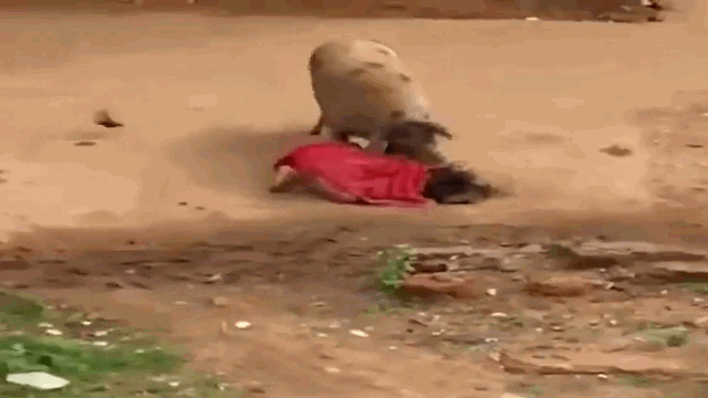 Video: Người phụ nữ bị lợn húc ngã, tấn công ngay giữa đường