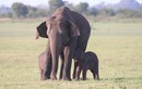 Video: Phát hiện cặp voi con sinh đôi vô cùng hiếm gặp