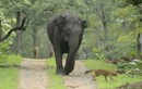 Đàn chó rừng “nếm quả đắng” vì cả gan tấn công voi con 