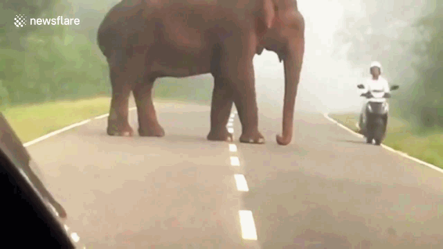 Video: Tránh voi khổng lồ, nam thanh niên ngã đập mặt xuống đường