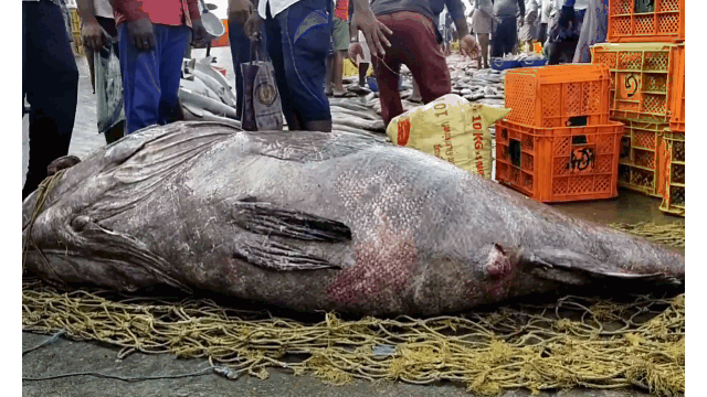 Clip: Bắt được cá mú "quái vật" nặng 450kg siêu quý hiếm