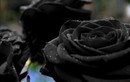 Nơi duy nhất trên thế giới trồng được loại hoa hồng đen