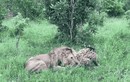 Linh cẩu giành sự sống với sư tử và cái kết đầy bất ngờ