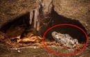 Tìm thấy ếch 2 triệu tuổi vẫn sống trong mỏ dầu