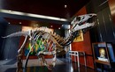 Bán đấu giá bộ xương khủng long, giá lên tới gần 12 tỷ
