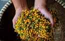 Ngắm vườn ớt đắt nhất thế giới 1.000 USD/kg ở Hà Tĩnh