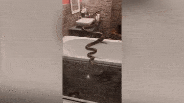 Video: Giật mình phát hiện trăn khổng lồ trong nhà tắm