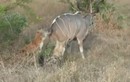 2 con linh cẩu hạ linh dương vằn Kudu to lớn 