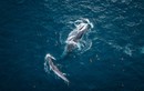 Những điều thú vị trên đường di cư của cá voi xanh