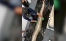 Video: Cá sấu dài 1,5 mét nằm trong bụng trăn Miến Điện