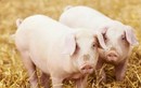 Tế bào ung thư “chuộng” bộ phận này của lợn, nhiều người thích ăn