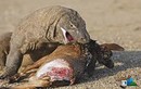 Những pha săn mồi đáng sợ của rồng Komodo 