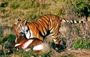 Clip: Những pha săn mồi dũng mãnh của loài hổ