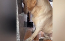 Video: Khuôn mặt "chết cười" của cún cưng khi bị phạt vì cắn đồ