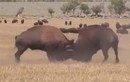 Video: Màn húc nhau kịch tính giữa 2 con bò rừng bison