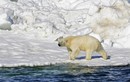 Chuyện bất thường: Gấu Bắc Cực tấn công, 2 người tử vong ở Alaska
