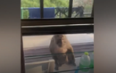 Video: Khỉ hoang lấy trộm nước du khách ở Thái Lan