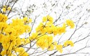 Hàng cây hoa vàng rực rỡ giữa mùa Xuân Hà Nội