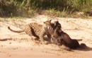 Video: Dùng tuyệt chiêu, báo đốm dễ dàng tóm gọn chuột lang nước