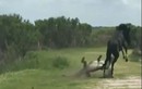 Ngựa đực nhận “cái kết” khó tin khi liều lĩnh đá cá sấu 