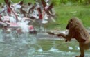 Video: Khỉ đầu chó săn chim hồng hạc cực kỳ dã man