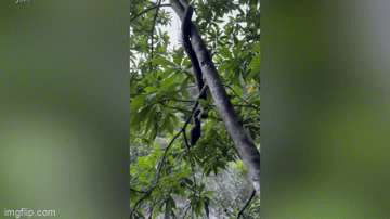 Video: Trăn gấm từ trên cây lao xuống cắn vào đầu người đi bộ