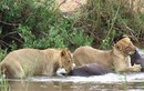 Clip: Sư tử dùng sở đoản để săn giết trâu rừng