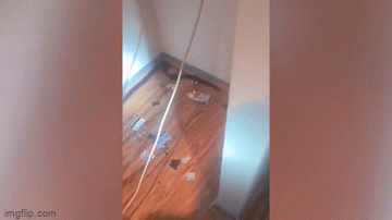 Video: Người phụ nữ bất ngờ phát hiện rắn độc ở gầm tủ lạnh