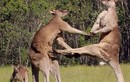 Video: Màn “đấu võ” kịch tính của Kangaroo  