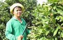Vườn mai tiền tỷ 12.000 cây của tỷ phú nông dân Sài Gòn