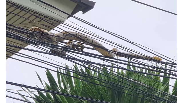 Video: Trăn khổng lồ cuộn mình trên dây điện khiến người dân sợ hãi